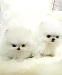 Cuccioli Pomeranian in vendita