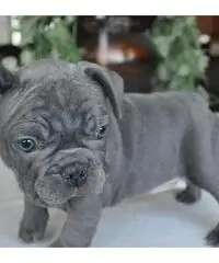 Cuccioli Bulldog Francese Per Adozione . Cuccioli Bulldog Francese Per Adozione .
