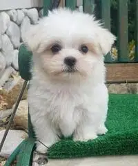 Cuccioli di razza maltese per la tua casa Cuccioli di razza maltese per la tua casa