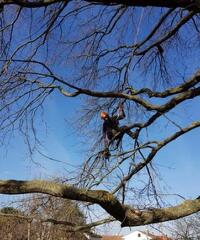 Giardiniere Tree Climbing
