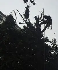 Giardiniere Tree Climbing