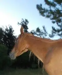 Cavalla purosangue araba anica tre anni Cavalla purosangue araba anica tre anni