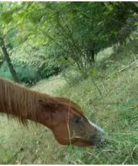 Cavalla purosangue araba anica tre anni Cavalla purosangue araba anica tre anni