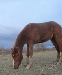 Cavalla purosangue araba anica tre anni Cavalla purosangue araba anica tre anni