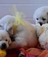 Splendidi cuccioli Labrador gialli e neri Splendidi cuccioli Labrador gialli e neri