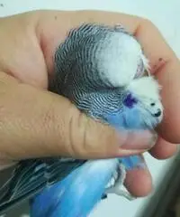 Ocorite inglesi allevate a mano