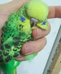 Ocorite inglesi allevate a mano