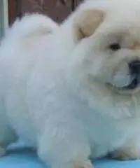 Molto giocoso Cuccioli di Chow Chow per adozione