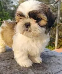 Magnifici cuccioli Shih tzu pronti per l'adozione Magnifici cuccioli Shih tzu pronti per l'adozione