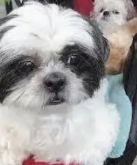 Magnifici cuccioli Shih tzu pronti per l'adozione Magnifici cuccioli Shih tzu pronti per l'adozione