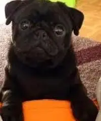 Cuccioli Pug Puppies in vendita Cuccioli Pug Puppies in vendita