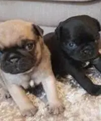 Cuccioli Pug Puppies in vendita Cuccioli Pug Puppies in vendita