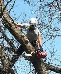 Treeclimbing ed abbattimenti controllati