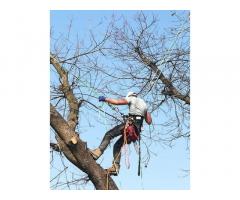 Treeclimbing ed abbattimenti controllati