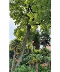 Treeclimbing ed abbattimenti controllati