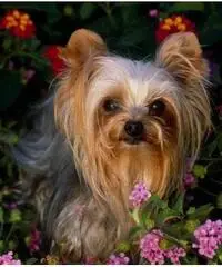 bellissimo yorkshire terrier pronto per l'adozione