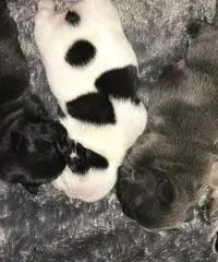 Cuccioli di Bulldog francese di qualità AKC in vendita gratuita Cuccioli di Bulldog francese di qualità AKC in vendita gratuita