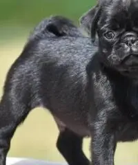 Cuccioli di Pug in vendita, Cuccioli di Pug in vendita,