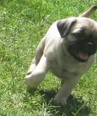 Cuccioli di Pug in vendita, Cuccioli di Pug in vendita,