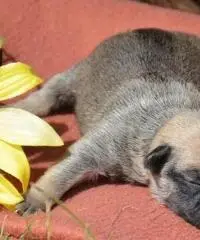 Cuccioli di Pug in vendita, Cuccioli di Pug in vendita,