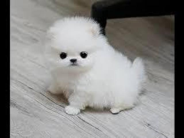 Vendita cuccioli Lulu Pomeranian Mini Toy,