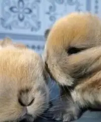 Conigli coniglietti cuccioli Conigli coniglietti cuccioli