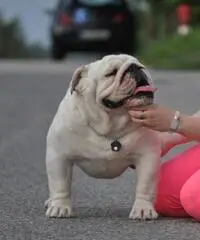 blue eyed cute bulldog francese