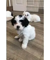Bellissimi cuccioli di Cockapoo F2 da adottare