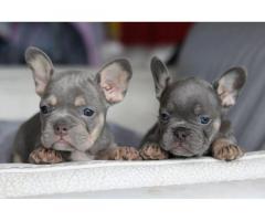 Bellissimi cuccioli di bulldog francese in vendita.
