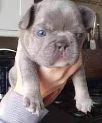 Bellissimi cuccioli di bulldog francese in vendita.