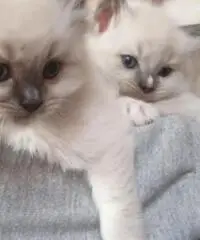 Cuccioli ragdoll Cuccioli ragdoll