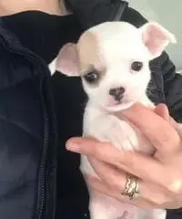 Chihuahua toy