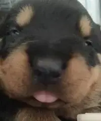 Cuccioli MASCHI puri Rottwailer Cuccioli MASCHI puri Rottwailer