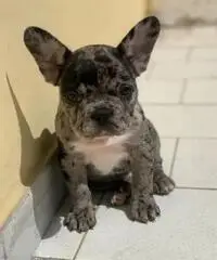 Cucciolo bulldog francese Cucciolo bulldog francese