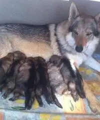 cuccioli di cane lupo cecoslovacco