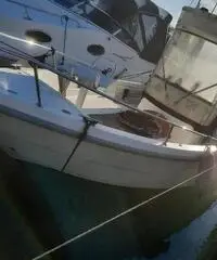 Conero kingfisher