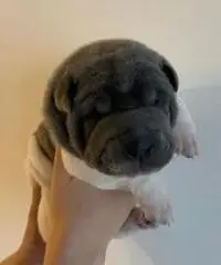 Cuccioli Sharpei