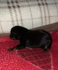 Cucciola pinscher toy Cucciola pinscher toy