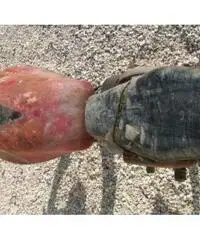 MotoBi Catria 175 Lusso 1a Serie MotoBi Catria 175 Lusso 1a Serie