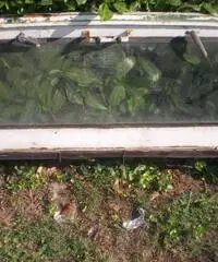 Jeep Willys Telaio parabrezza