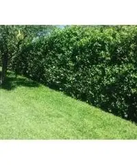 Giardiniere italiano perito agrario Giardiniere italiano perito agrario