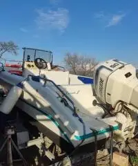 Mingolla brava 18