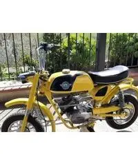 Bm jaguarino Bm jaguarino