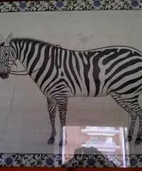 Quadro con zebra - Puglia