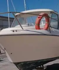 Sessa dorado 20 Sessa dorado 20