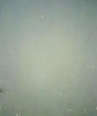 Quadro raffigurante un cane