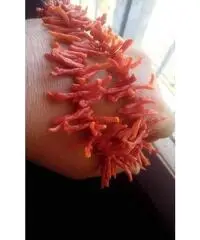 collana di corallo rosso collana di corallo rosso