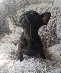 Cucciola Bouledogue Francese pedigree Cucciola Bouledogue Francese pedigree