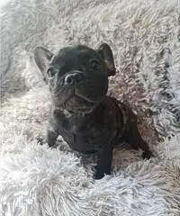Cucciola Bouledogue Francese pedigree Cucciola Bouledogue Francese pedigree