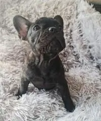 Cucciola Bouledogue Francese pedigree Cucciola Bouledogue Francese pedigree